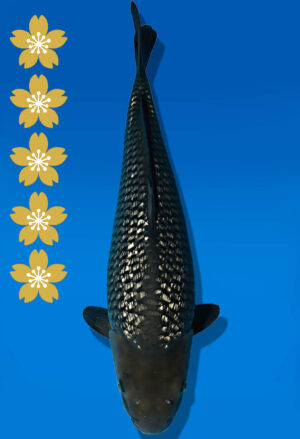 Koi Auktion Dainichi GinrinSoragoi JumboTosai SoraXGinrinSora - 49cm GT01-2235