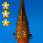 Koi Auktion Dainichi GinrinChagoi JumboTosai BrownMonkey - 48cm GT01-2236