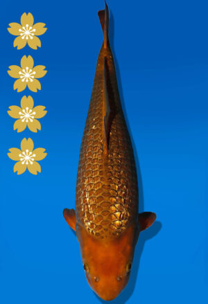 Koi Auktion Dainichi GinrinChagoi JumboTosai BrownMonkey - 48cm GT01-2236