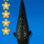 Koi Auktion Dainichi GinrinSoragoi JumboTosai SoraSora - 47cm GT02-2262