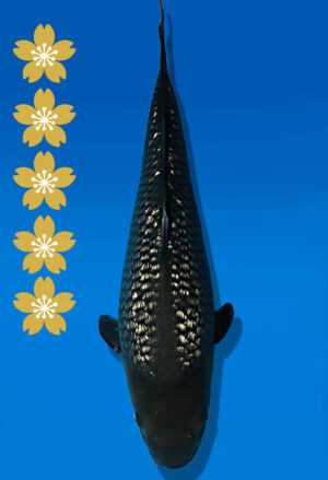 Koi Auktion Dainichi GinrinSoragoi JumboTosai SoraSora - 47cm GT02-2262