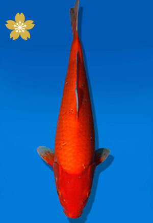 Koi Auktion Dainichi Benigoi JumboTosai RedTiger - 39cm GT01-2237