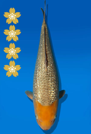 Koi Auktion Dainichi GinrinSoragoi JumboTosai GinrinSoraSora - 45cm GT01-2263