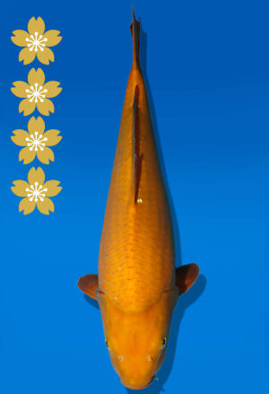 Koi Auktion Dainichi Karashigoi JumboTosai YellowMonkey - 45cm GT02-2238