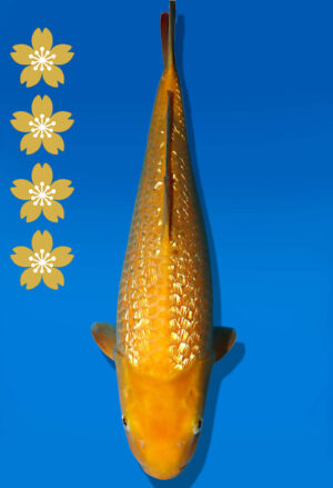 Koi Auktion Dainichi GinrinKarashigoi JumboTosai YellowMonkey - 45cm GT02-2239