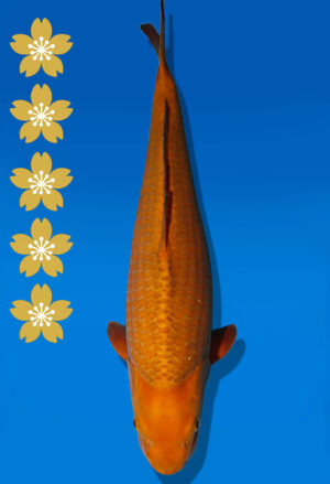 Koi Auktion Dainichi Chagoi JumboTosai BrownMonkey - 49cm GT02-2264