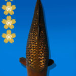 Koi Auktion Dainichi GinrinChagoi JumboTosai BrownMonkey - 45cm GT02-2372