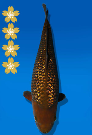Koi Auktion Dainichi GinrinChagoi JumboTosai BrownMonkey - 45cm GT02-2240