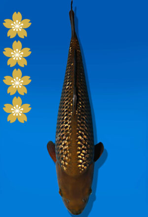 Koi Auktion Dainichi Chagoi JumboTosai BrownMonkey - 46cm GT03-2241
