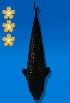 Koi Auktion Dainichi BlackDiamond JumboTosai BlackZeus - 41cm GT03-2265