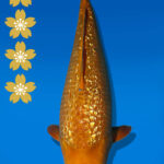 Koi Auktion Dainichi GinrinKarashigoi JumboTosai YellowMonkey - 45cm GT03-2373