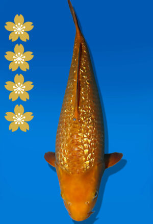 Koi Auktion Dainichi GinrinKarashigoi JumboTosai YellowMonkey - 45cm GT03-2242