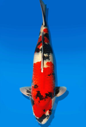 Koi Auktion Dainichi Showa Nisai BlackMonroe male 58cm NN06-2410