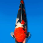 Koi Auktion Dainichi Showa Nisai Monroe male 68cm NN06-2557