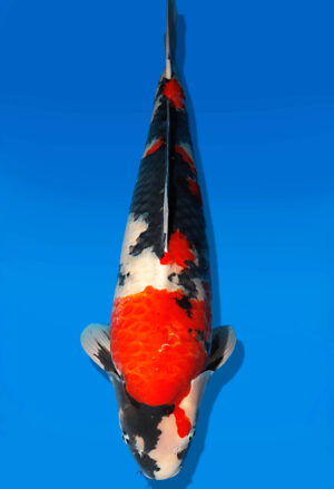 Koi Auktion Dainichi Showa Nisai Monroe male 68cm NN06-2419