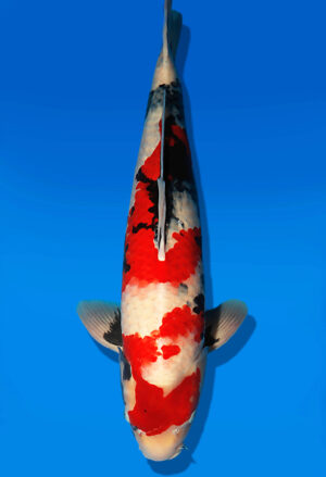 Koi Auktion Dainichi Showa Nisai Monroe male 61cm NN06-2411