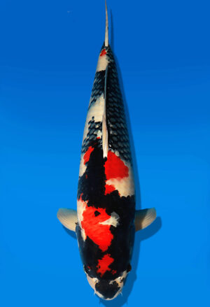 Koi Auktion Dainichi Showa Nisai MonaLisa female 58cm NN06-2412