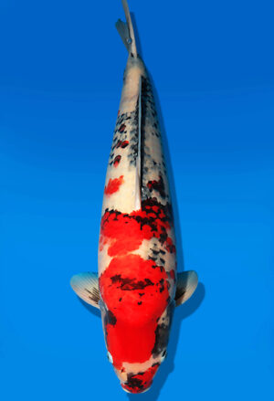 Koi Auktion Dainichi Showa Nisai MonaLisa female 61cm NN06-2413