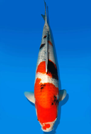 Koi Auktion Dainichi Showa Nisai Monroe female 61cm NN06-2414