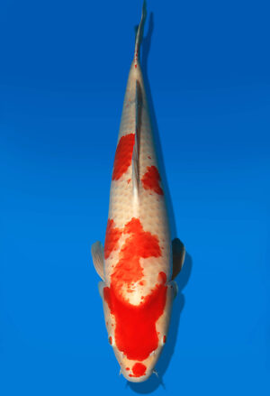 Koi Auktion Dainichi Kohaku Nisai RedTiger male 60cm NN06-2420