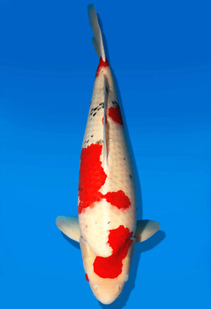 Koi Auktion Dainichi Sanke Nisai Mr.Big male 62cm NN06-2415