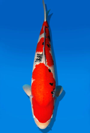 Koi Auktion Dainichi Sanke Nisai Mr.Big female 63cm NN05-2416