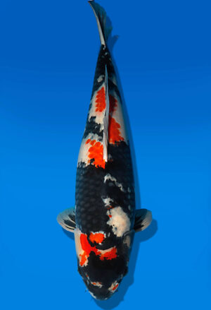 Koi Auktion Dainichi Showa Nisai BlackMonroe male 67cm NN05-2421