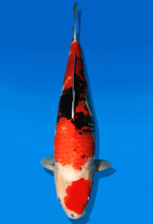Koi Auktion Dainichi Showa Nisai Monroe female 62cm NN05-2422