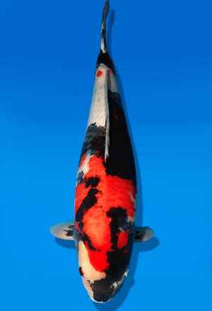 Koi Auktion Dainichi Showa Nisai MonaLisa male 61cm NN05-2417