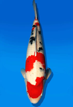Koi Auktion Dainichi Sanke Nisai Mr.Big female 62cm NN05-2418