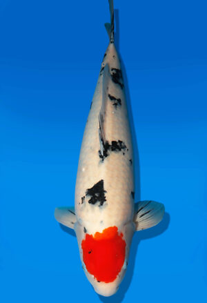 Koi Auktion Dainichi Sanke Nisai Mr.Big female 55cm NN05-2423
