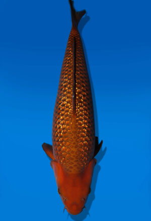 Koi Auktion Dainichi GinrinChagoi Nisai BrownMonkey female 61cm NN06-2430