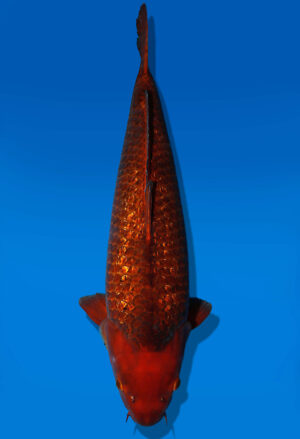 Koi Auktion Dainichi GinrinChagoi Nisai BrownMonkey male 64cm NN05-2424