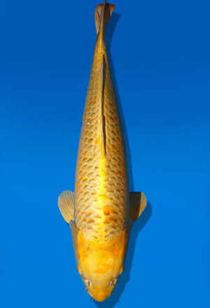 Koi Auktion Dainichi YamabukiOgon Nisai KiMatsuba male 75cm NN06-2431
