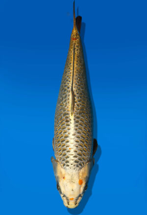 Koi Auktion Dainichi MukashiOgon Nisai KiMatsuba female 61cm NN06-2432