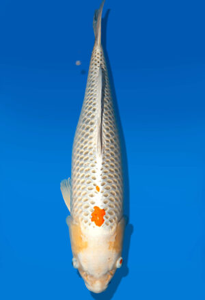 Koi Auktion Dainichi Kujaku Nisai Omo/Maru female 70cm NN05-2434
