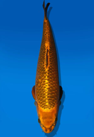 Koi Auktion Dainichi MukashiOgon Nisai KiMatsuba female 62cm NN05-2433