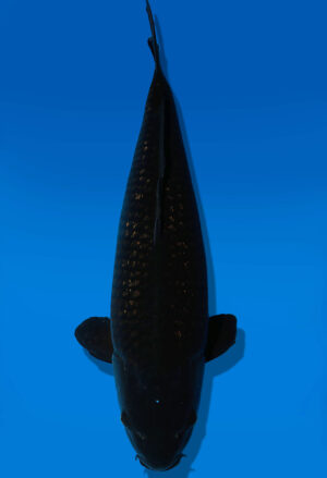 Koi Auktion Dainichi BlackDiamond Nisai BlackZeus male 64cm NN05-2425