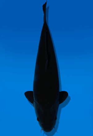 Koi Auktion Dainichi BlackDiamond Nisai BlackZeus female 55cm NN05-2426