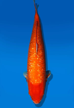 Koi Auktion Dainichi GinrinKohaku Nisai XGinrinKohaku female 57cm NN05-2427