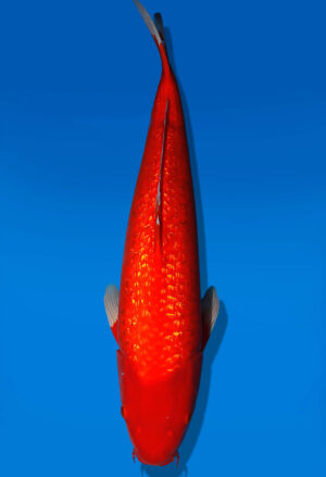 Koi Auktion Dainichi Benigoi Nisai RedTiger male 69cm NN05-2428