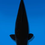 Koi Auktion Dainichi BlackDiamond Nisai BlackZeus female 55cm NN04-2558