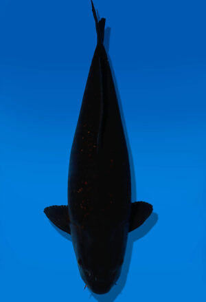 Koi Auktion Dainichi BlackDiamond Nisai BlackZeus female 55cm NN04-2429