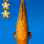 Koi Auktion Dainichi Karashigoi JumboTosai YellowMonkey - 53cm NN01-2436