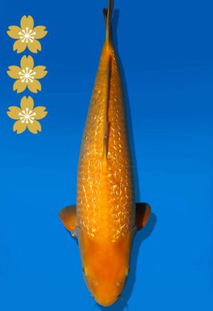 Koi Auktion Dainichi Karashigoi JumboTosai YellowMonkey - 53cm NN01-2436