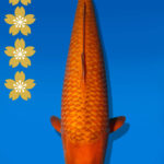 Koi Auktion Dainichi Chagoi JumboTosai BrownMonkey - 54cm NN01-2437