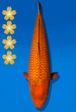 Koi Auktion Dainichi Chagoi JumboTosai BrownMonkey - 54cm NN01-2437