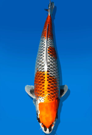 Koi Auktion Dainichi Ginka Nisai Omo/Maru male 70cm NN05-2435