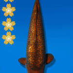 Koi Auktion Dainichi Showa JumboTosai BrownMonkey - 53cm NN01-2438