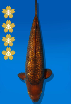 Koi Auktion Dainichi Showa JumboTosai BrownMonkey - 53cm NN01-2438